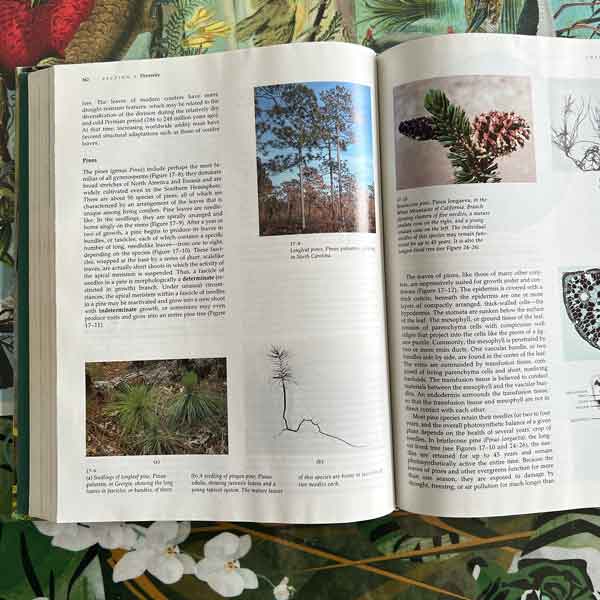 Biology of Plants 5th ed 8305