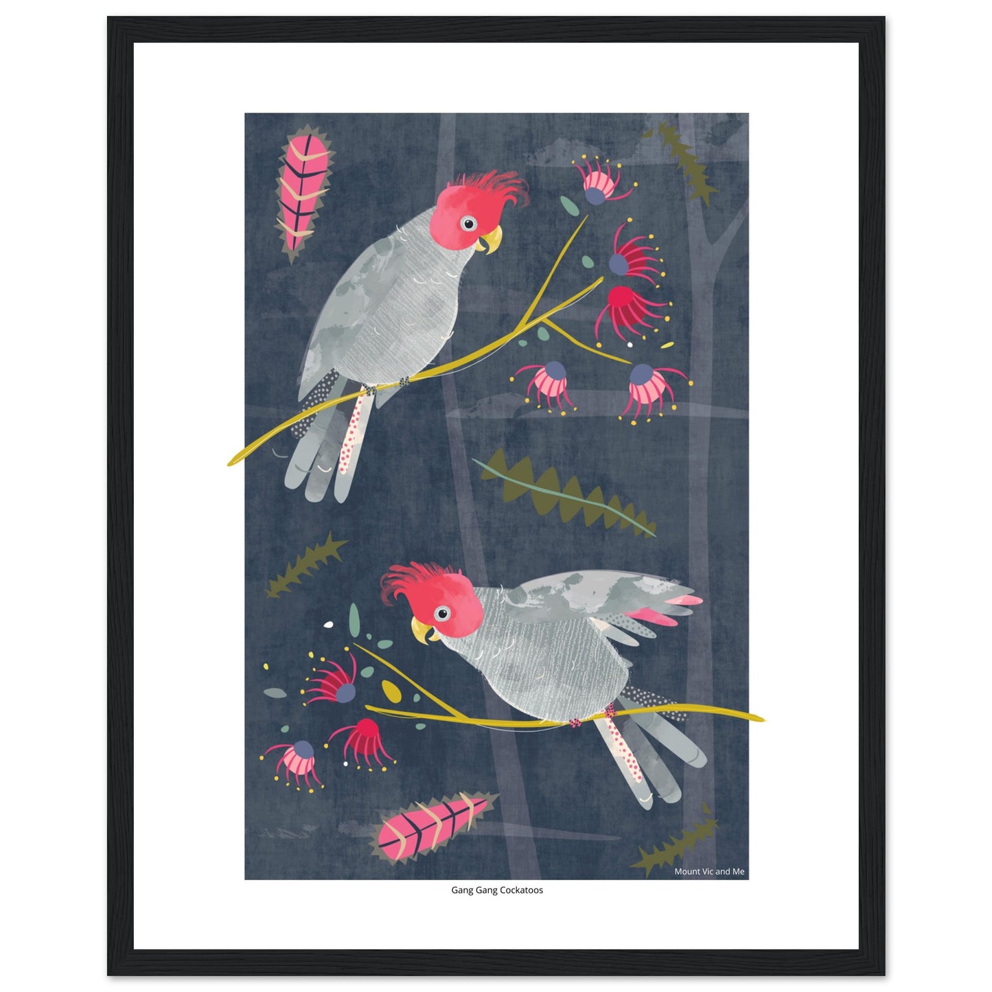 Gang Gang Cockatoos Framed Poster