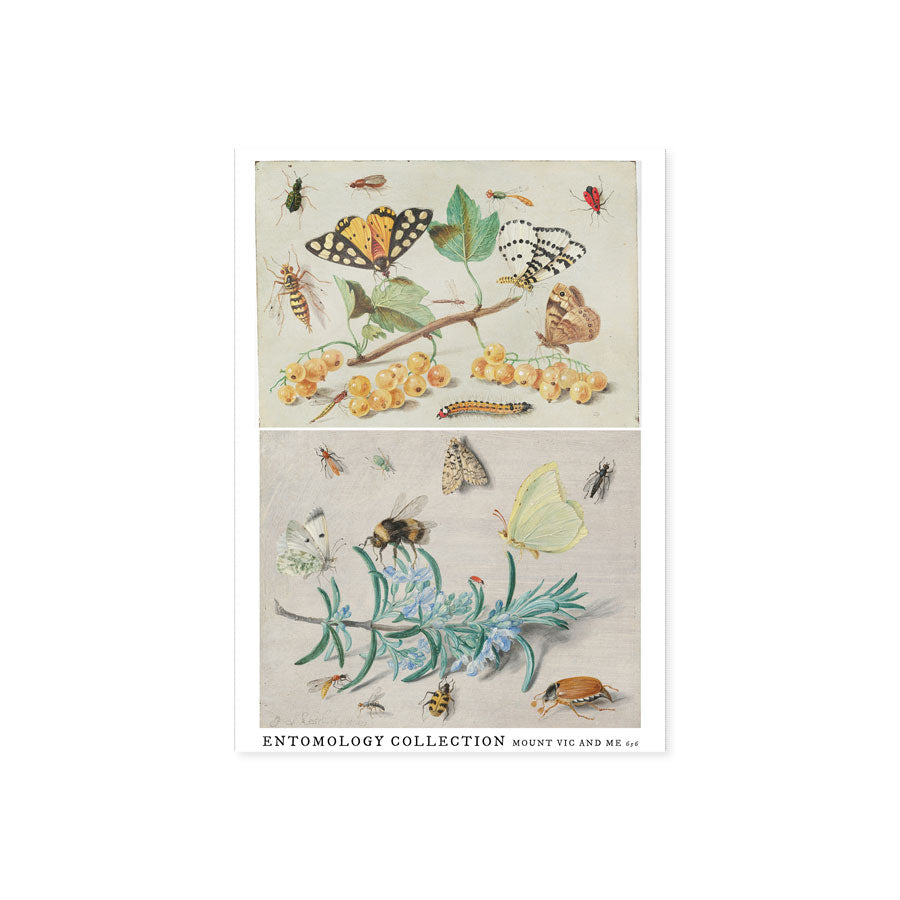 Mini cotton panel : Entomology insects A4
