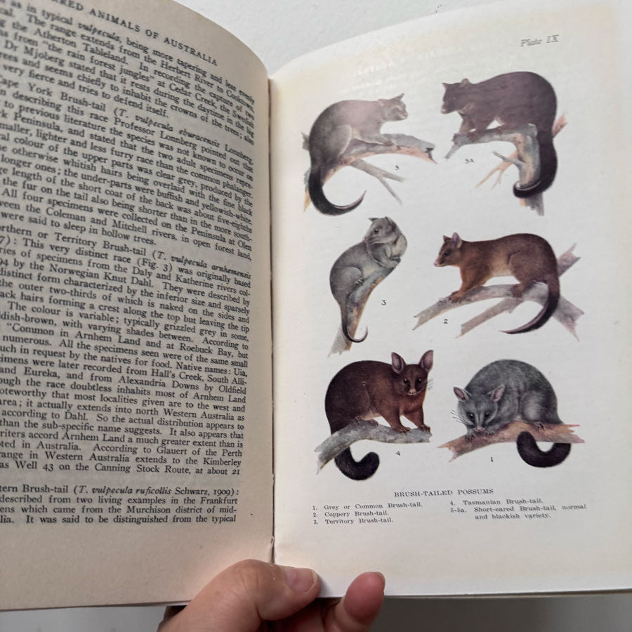 Furred animals of Australia