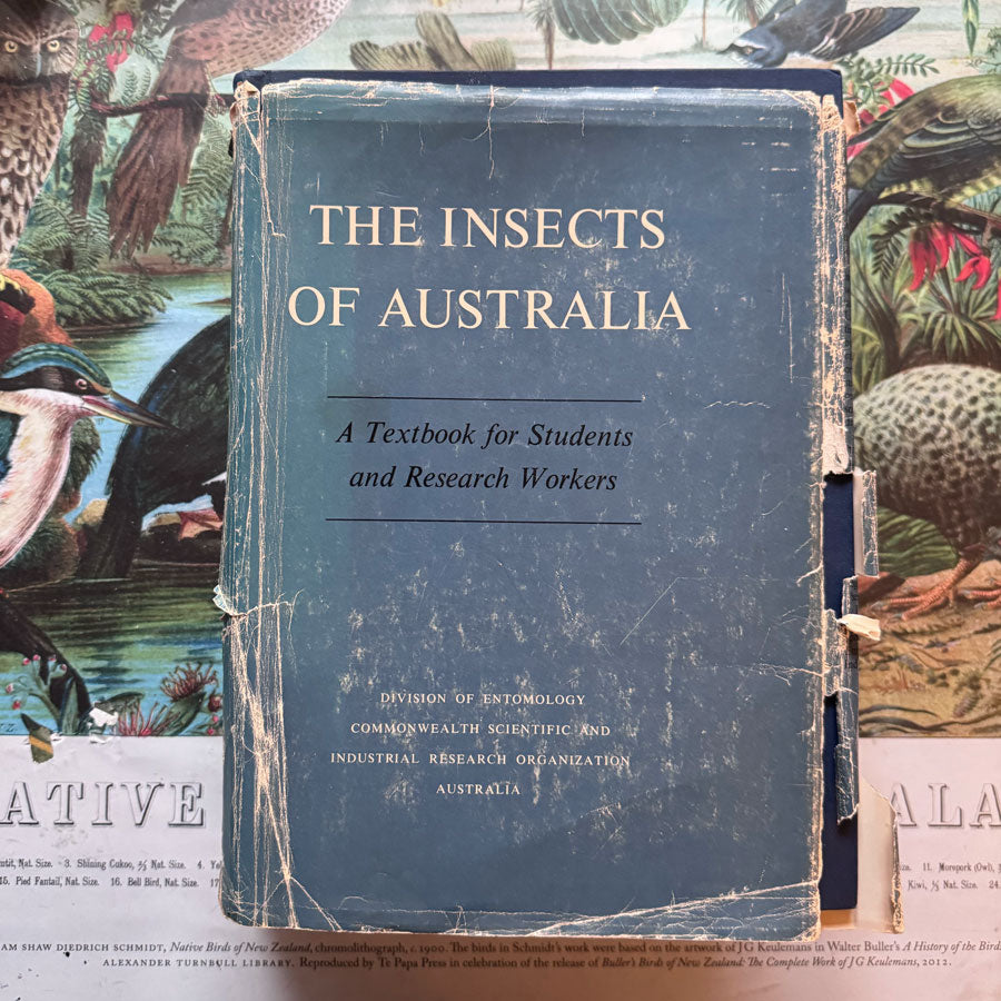 Insects of Australia