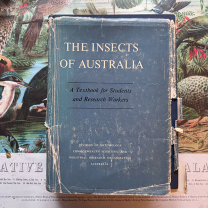 Insects of Australia