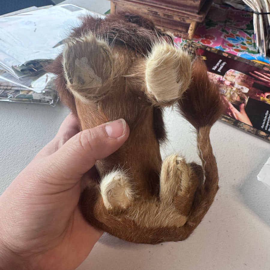 Fur lion